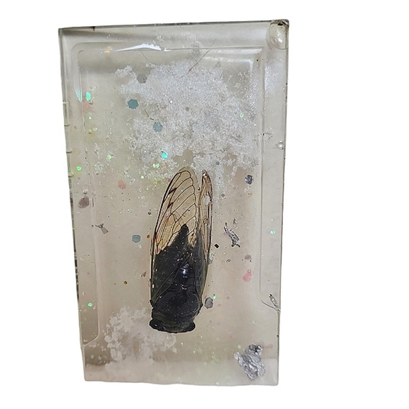 Hand Crafted Other - Preserved Real Cicada Insect Specimen In Resin